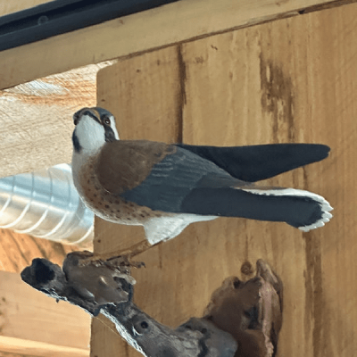 New Project - 2025-11-10T121407.278